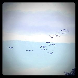 Meet your Posher, Yarel